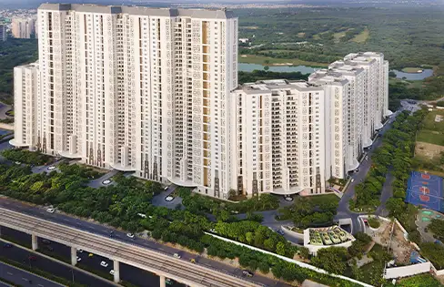 DLF Camellias